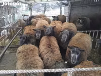 Qoyun, Texel sheep — foto 2