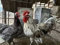Australorp — photo 1
