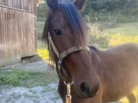 குதிரை, Rocky Mountain Horse — புகைப்படம் 2