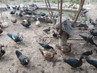 Ducks — Foto 3