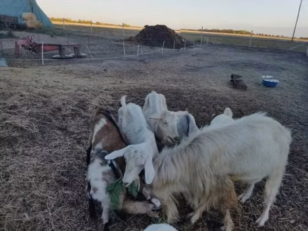 ஆண் வெள்ளாடு, Saanen goat