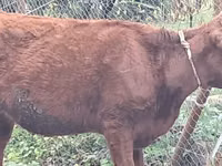 Camella, Camellos — foto 1