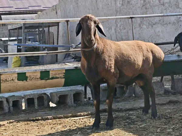 Carneiro, Ovelhas