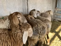 نعجة, Arashan sheep — الصورة 1
