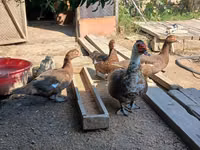 Ducks — foto 1