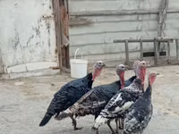Turkeys — foto 1