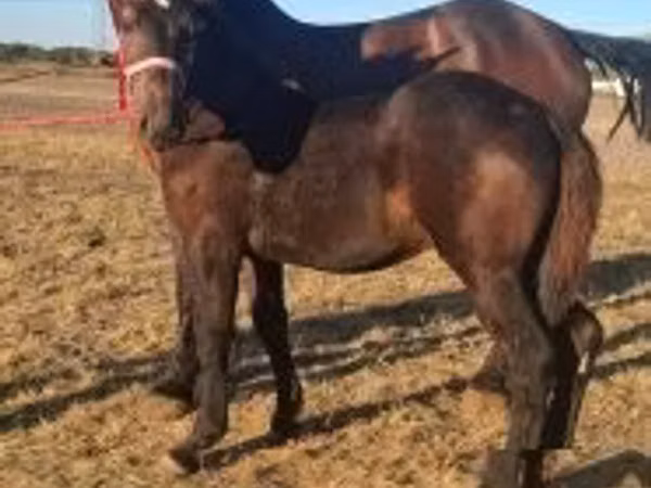 雄馬, Percheron