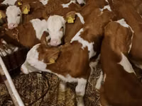 Buqa, Simmental cattle — 1-rasm