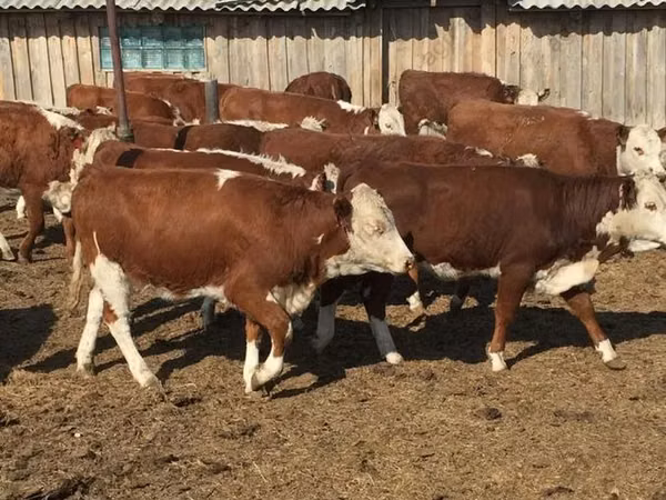 Taureau, Vache kazakhe à tête blanche