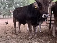 காளை, புரையா கார்பாட் இனமா் — புகைப்படம் 1