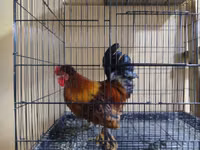 Japanisches Bantam — Foto 6