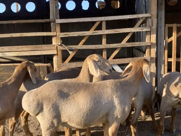 ცხვარი, Arashan sheep