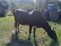 Krava, Simmental cattle — foto 3