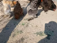 Brahma — foto 2