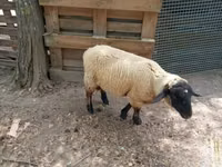 Owca, Owce — zdjęcie 2