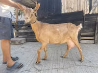 Goat, Goats — photo 1