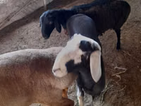 Ram, Sheep — photo 7