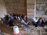 Chickens — zdjęcie 1