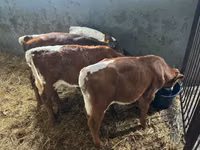 Bovins (lot, sexe non indiqué), Simmental cattle — photo 3