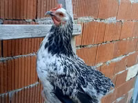 Chickens — foto 1