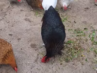 Chickens — Foto 1