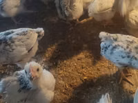 Chickens — foto 1