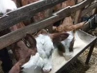 காளை, Simmental cattle — புகைப்படம் 7
