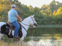 ცხენი, American paint horse — ფოტო 7