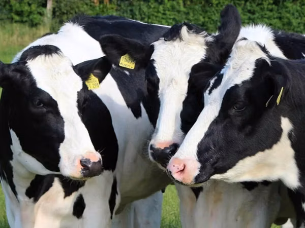 Krava, Russian Black pied cattle — Rusko