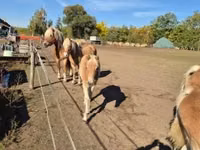 雌馬, Haflinger — 写真 5