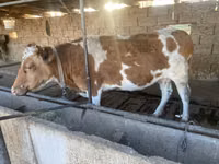 Vaca, Simmental cattle — foto 3