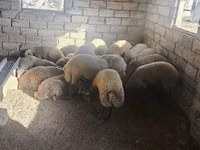 公羊, Sheep — 照片 1