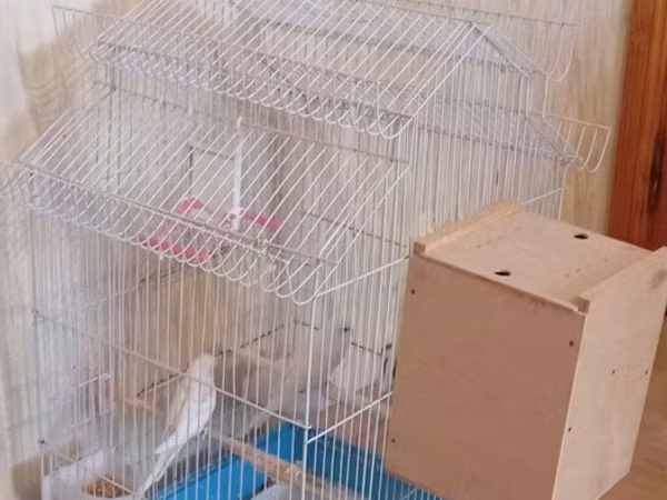 Tutuquşu qəfəsi və aksesuarları dəsti - Material: ağ rəngli metal