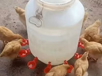 Məhsul: Avtomatik su qabı fincanı (toyuq və digər quşlar üçün) Topdan — 4-rasm