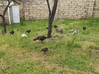 Turkeys — zdjęcie 1