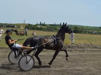 母马, Horses — 照片 4