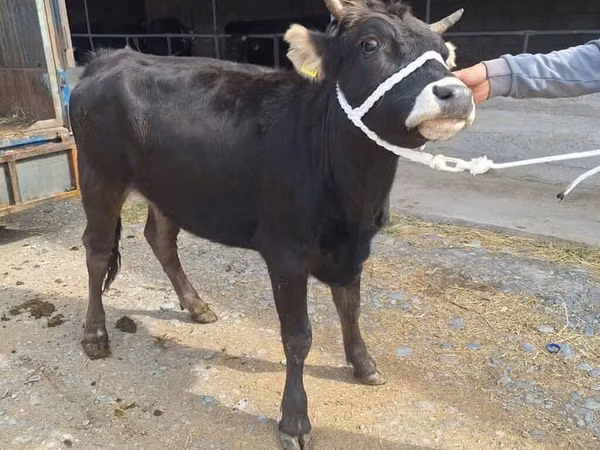 Vaca, Bovinos