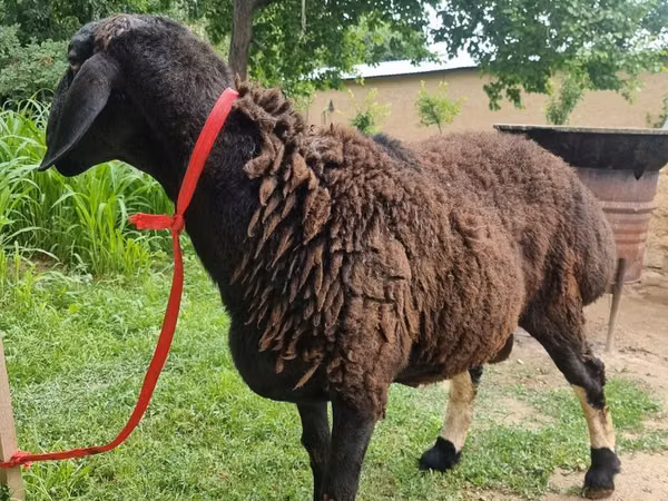 Koç, Blackheaded Persian sheep