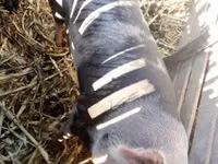 母猪, Pigs — 照片 2