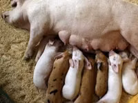 Premixuri pentru păsări şi animale / Премиксы для птиц и животных — foto 5
