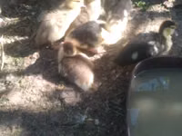Ducks — foto 7