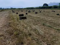 Խոտ երկու հետկար — foto 1