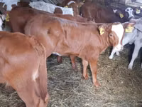 Boğa, Simmental cattle — foto 1