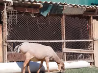 Sheep, Sheep — photo 2