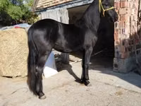 Koń, Friesian — zdjęcie 3