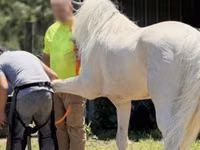 雄馬, Kentucky mountain daddle horse — 写真 5