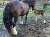 母马, Gypsy horse — 照片 8