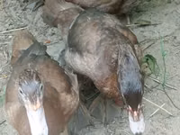 Ducks — 2-rasm