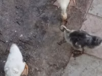 Geese — புகைப்படம் 5