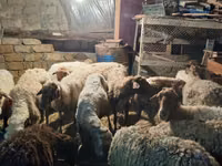 Oveja, Ovejas — foto 2